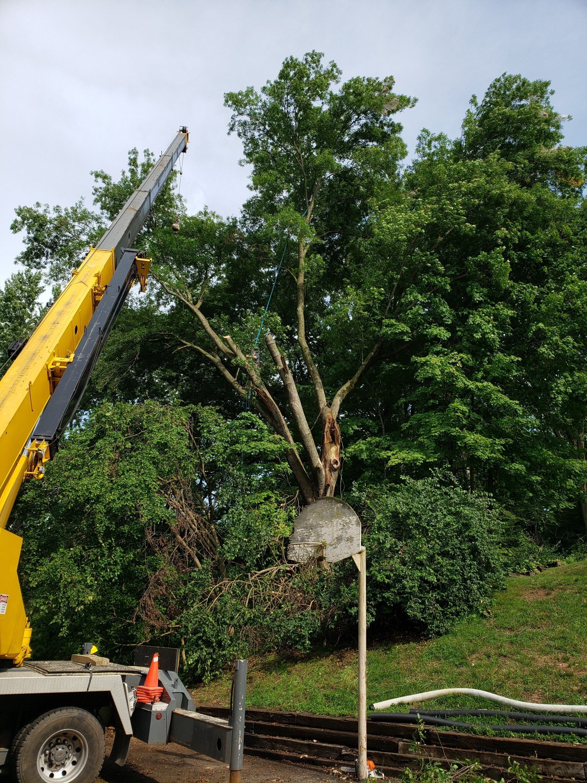 Yellow Crane Used for Tree Trimming — West Middleton, IN — Rice Tree Company Inc.