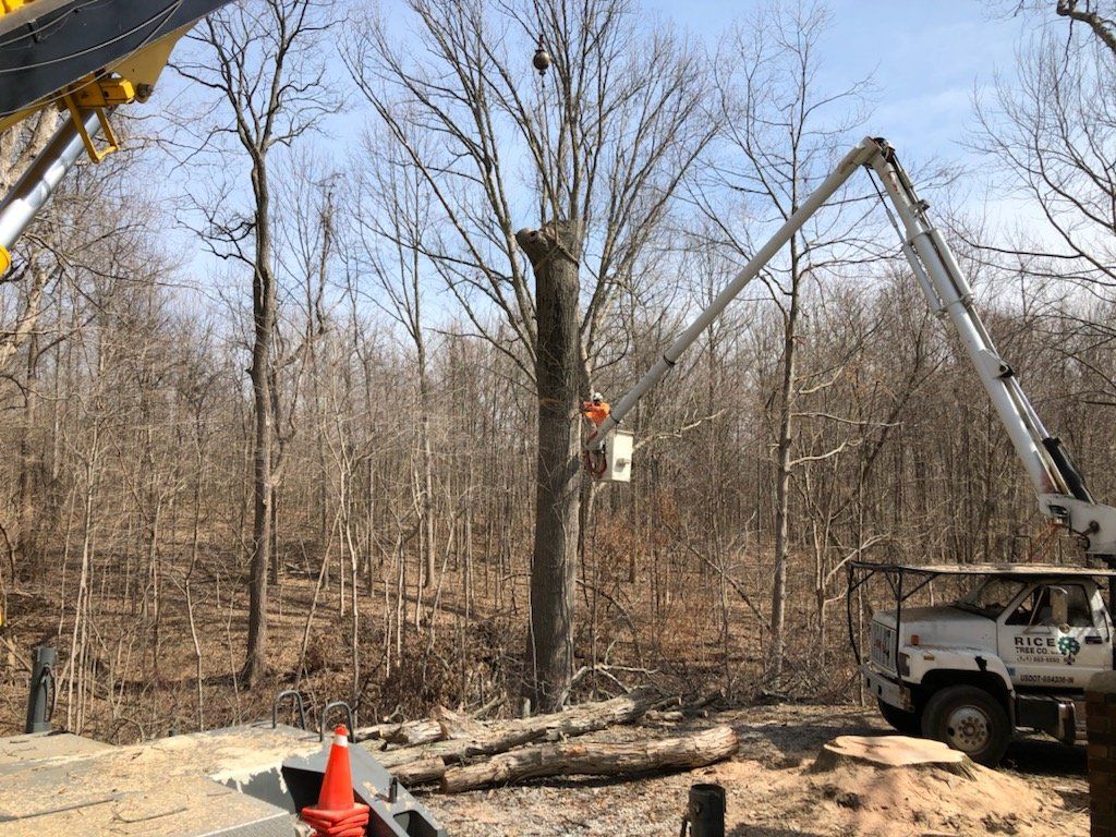 Tree Pruning — West Middleton, IN — Rice Tree Company Inc.