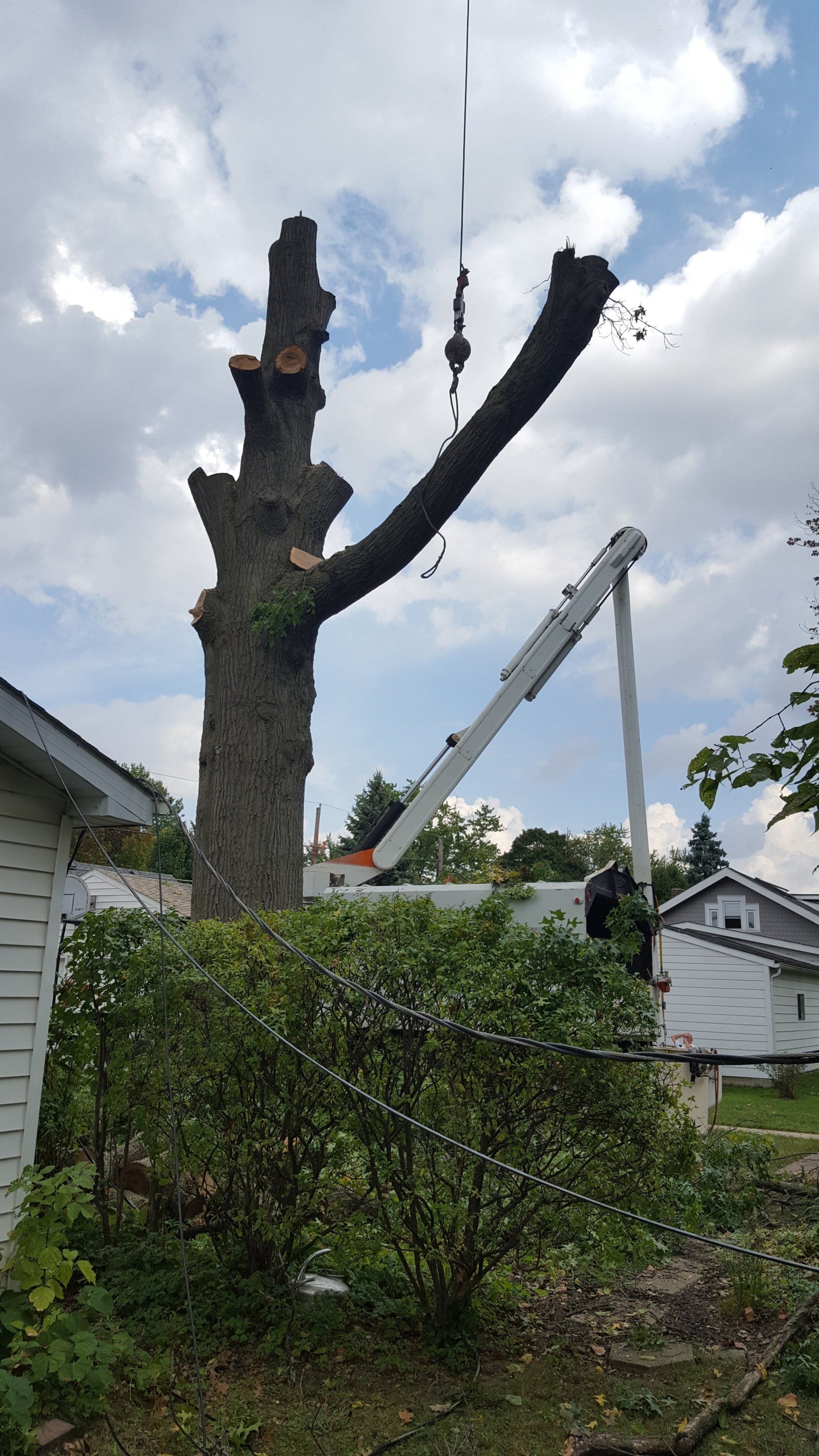 Tree Branches Trimming — West Middleton, IN — Rice Tree Company Inc.