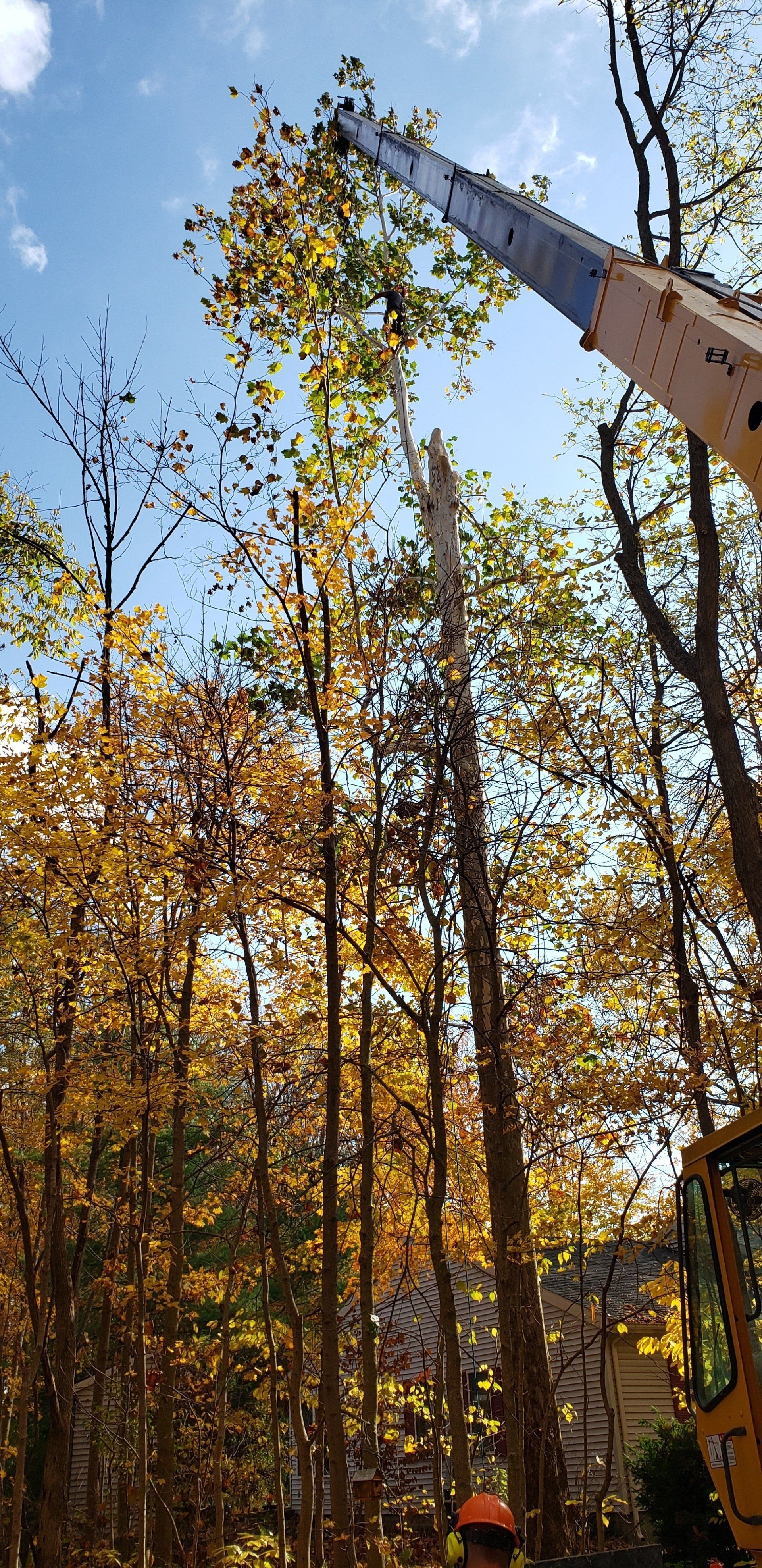 Tree with Yellow Leaves — West Middleton, IN — Rice Tree Company Inc.