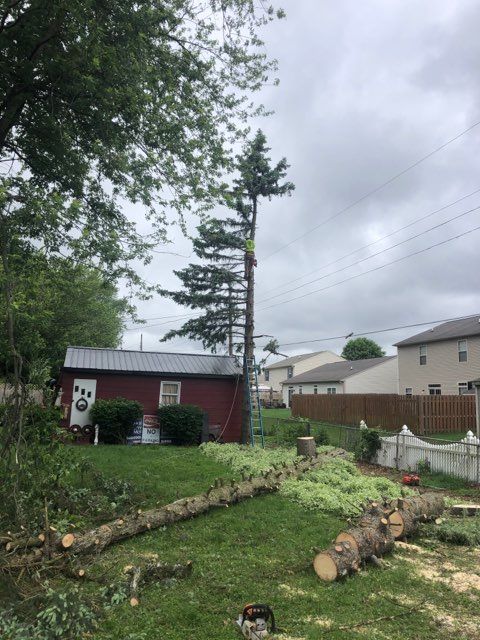 Fallen Backyard Trees — West Middleton, IN — Rice Tree Company Inc.