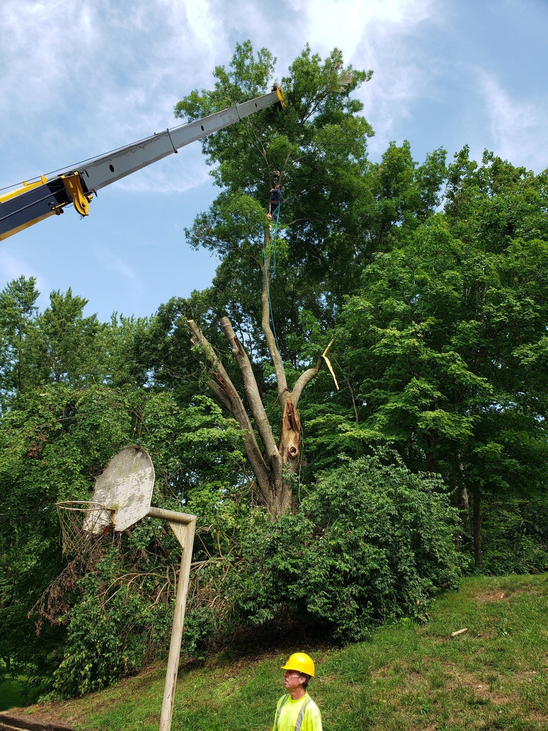 Backyard Tree Trimming — West Middleton, IN — Rice Tree Company Inc.