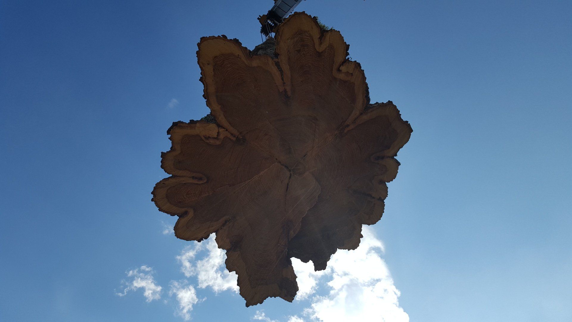 Tree Lifting — West Middleton, IN — Rice Tree Company Inc.