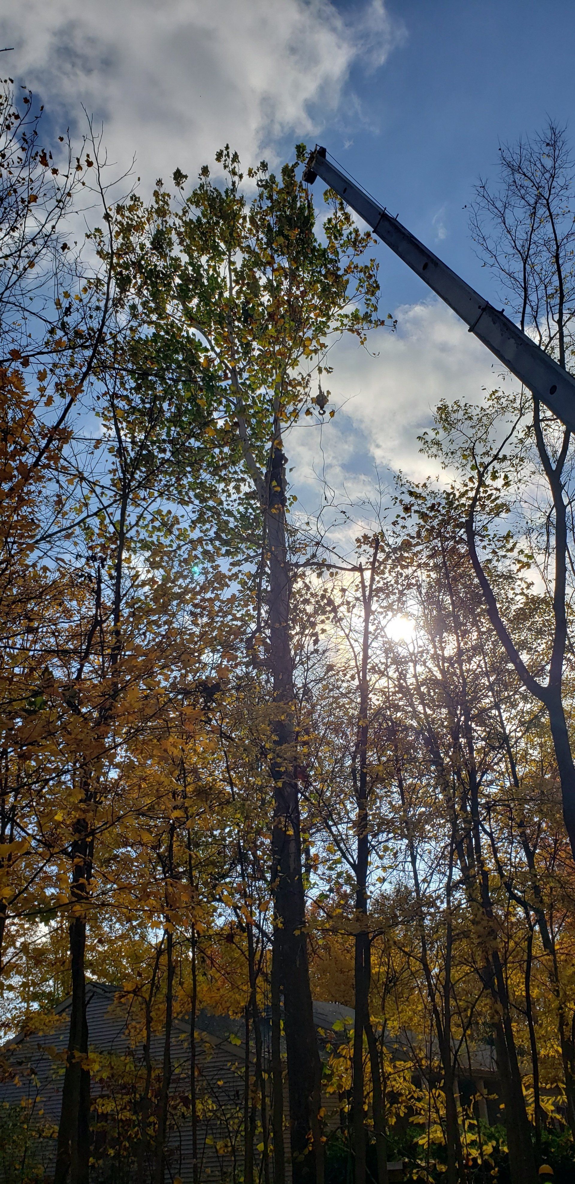 Beautiful Trees — West Middleton, IN — Rice Tree Company Inc.