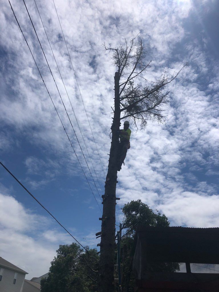 Man Climbing the Tree — West Middleton, IN — Rice Tree Company Inc.