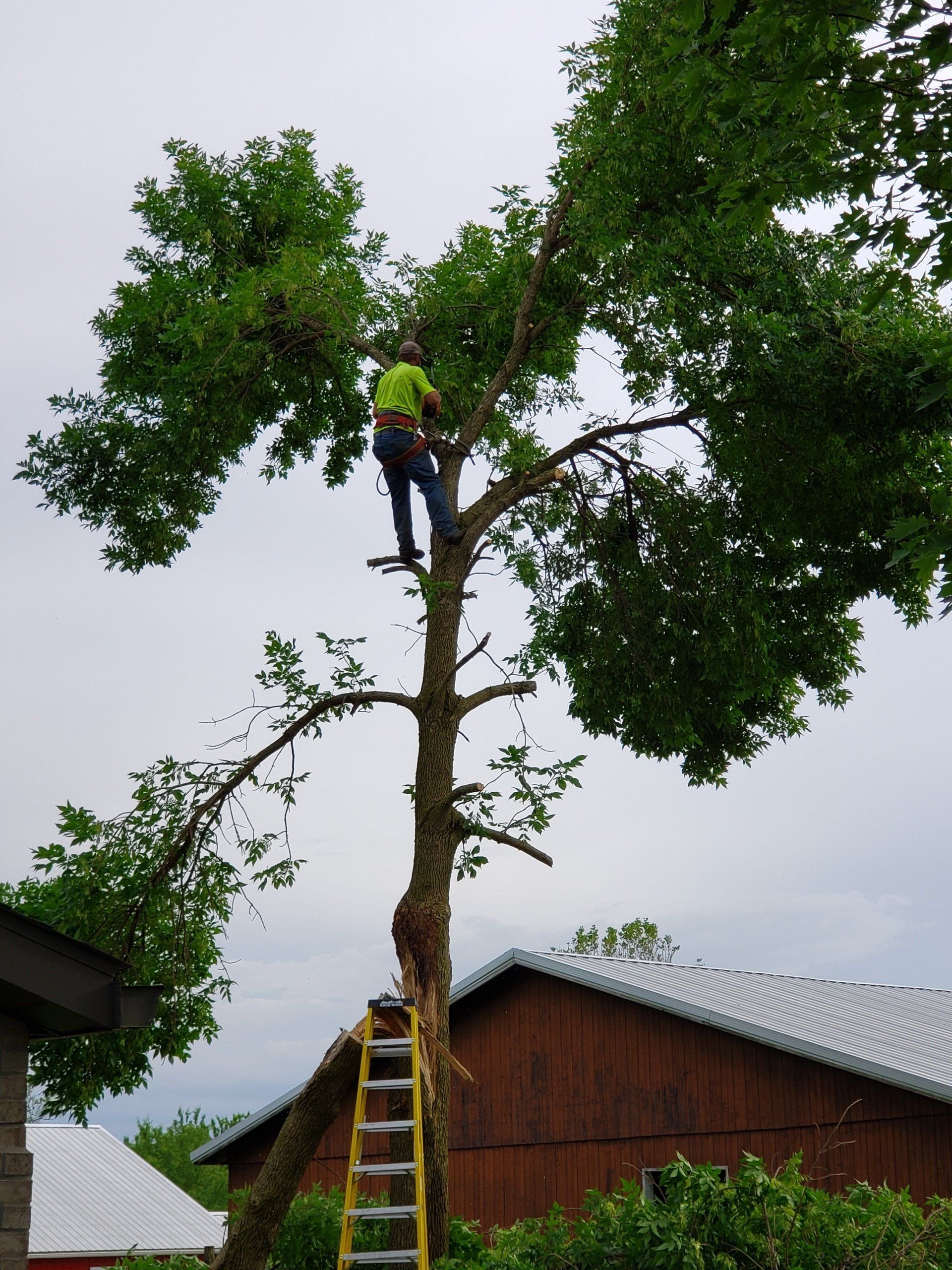 Tall Tree Trimming — West Middleton, IN — Rice Tree Company Inc.