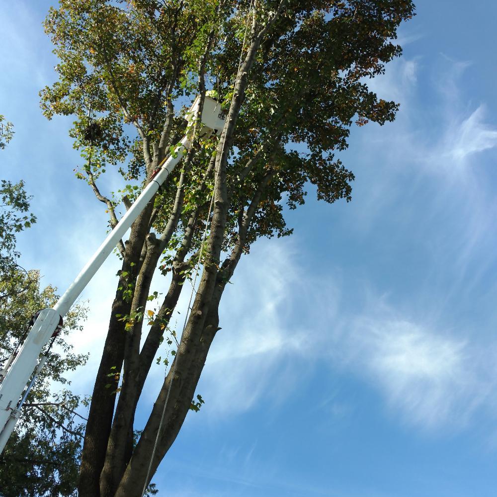 Tree Trimming Using the Crane — West Middleton, IN — Rice Tree Company Inc.