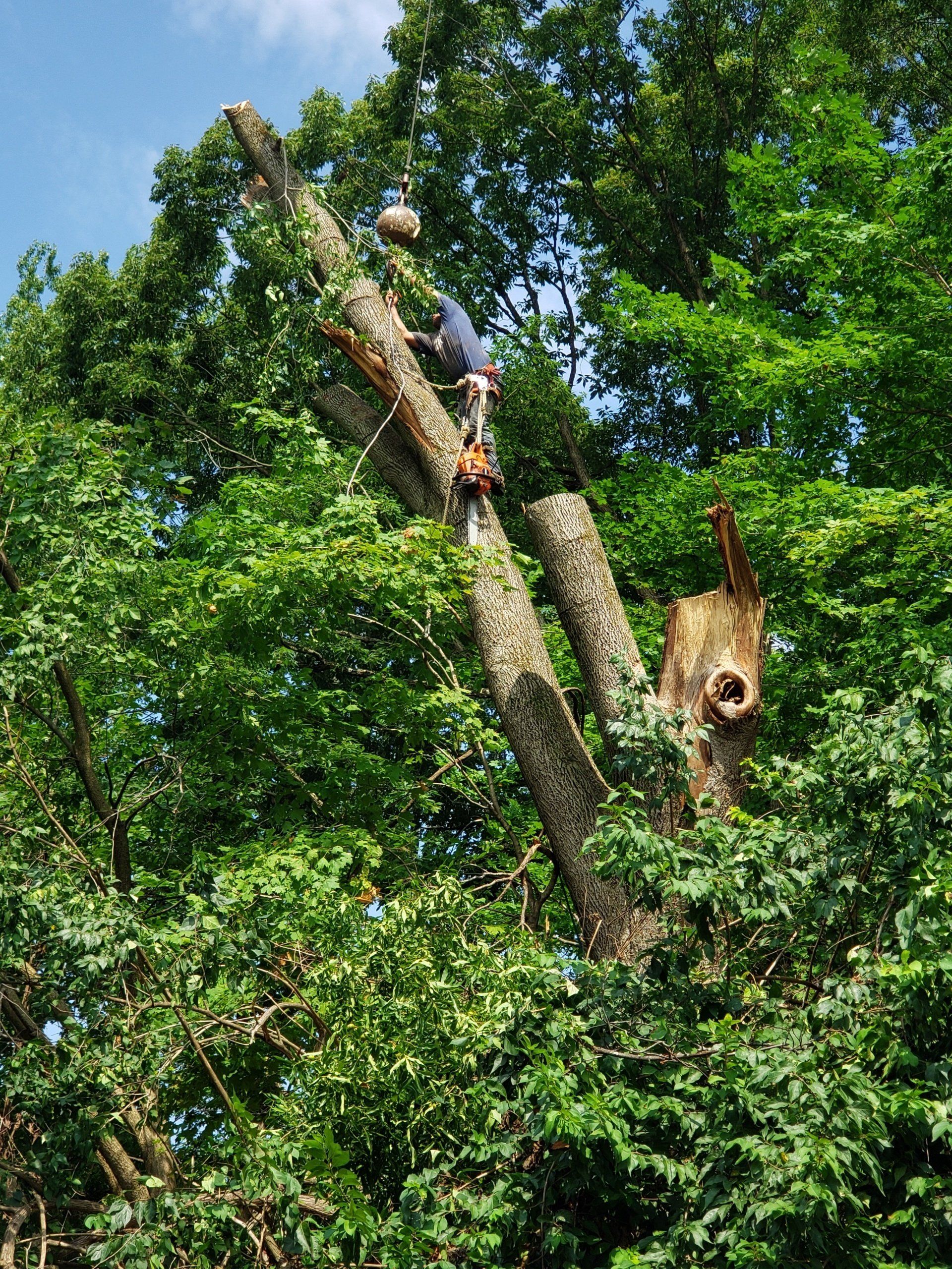 Tree Trimming — West Middleton, IN — Rice Tree Company Inc.