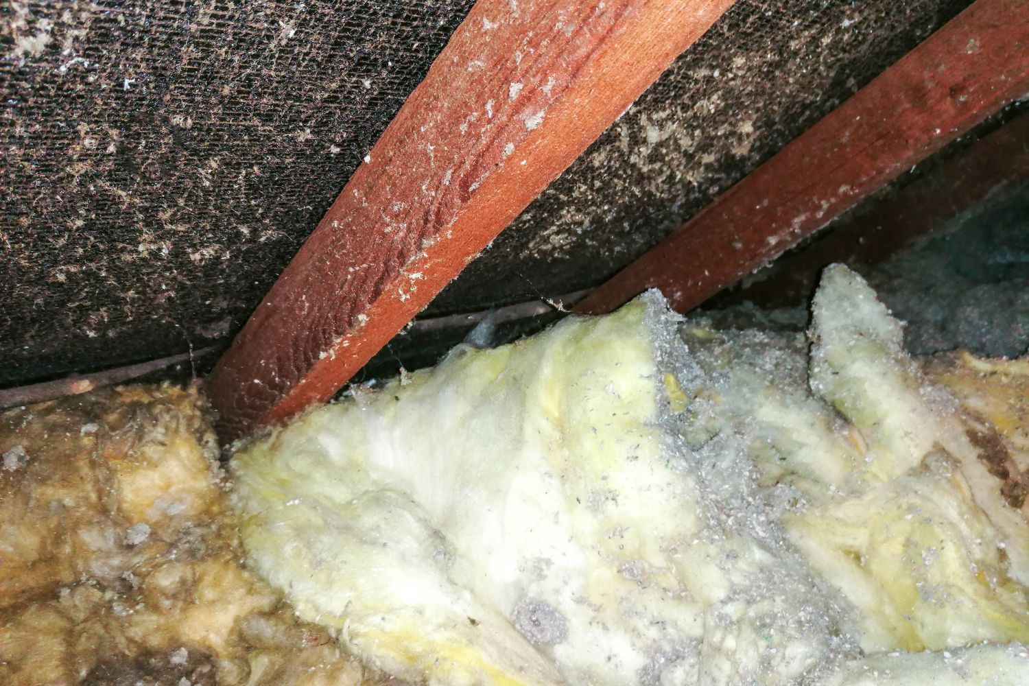 Moisture is the most critical factor in mold growth.