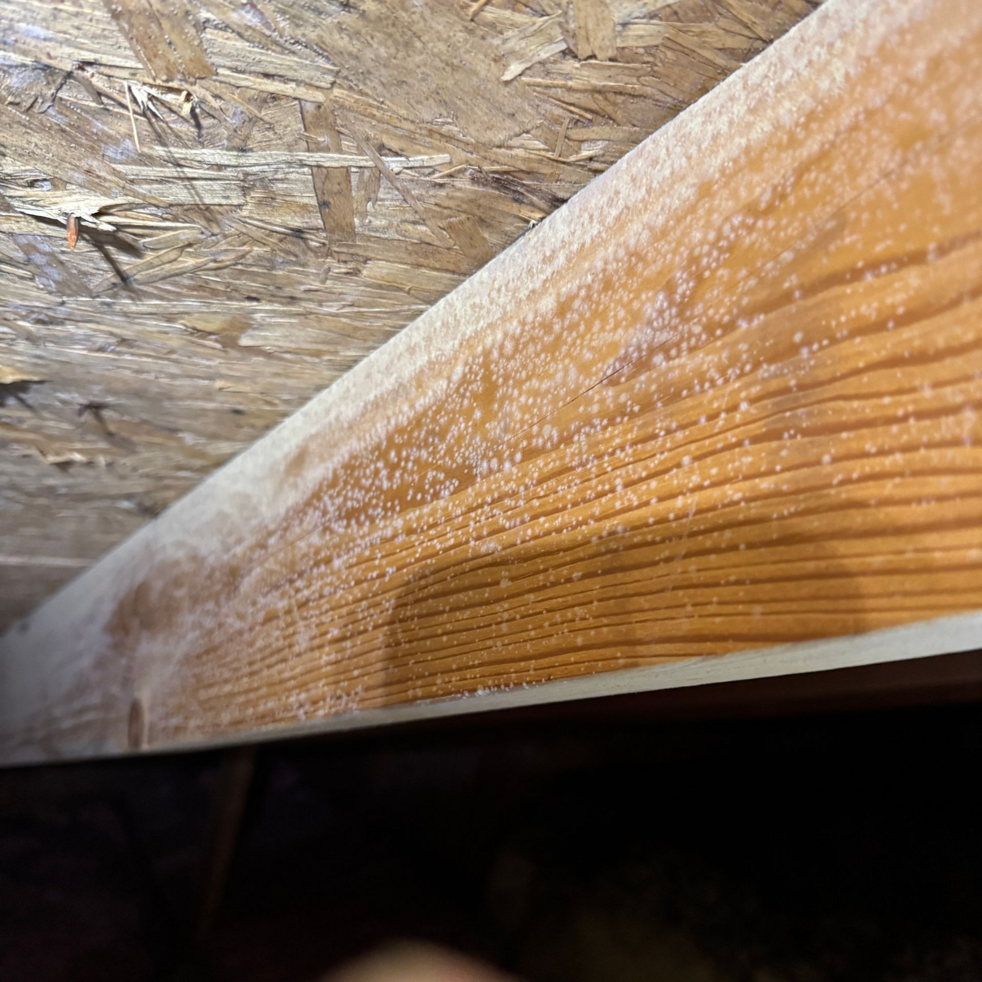 Why Attic Mold Removal Matters in Spokane’s Housing Market