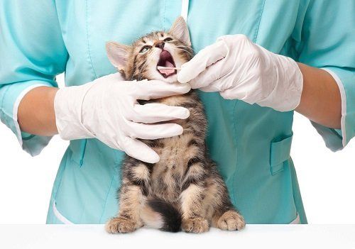 un veterinario pulisce i denti di un gattino