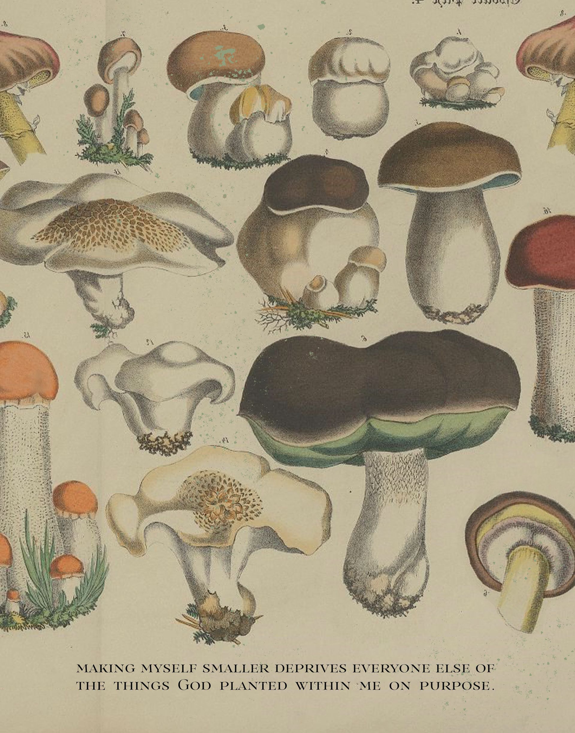 A drawing of different types of mushrooms on a white background Custom Design by Sarah Rosie Studios.