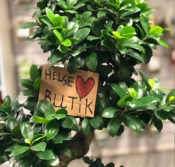 logge ind i en plante