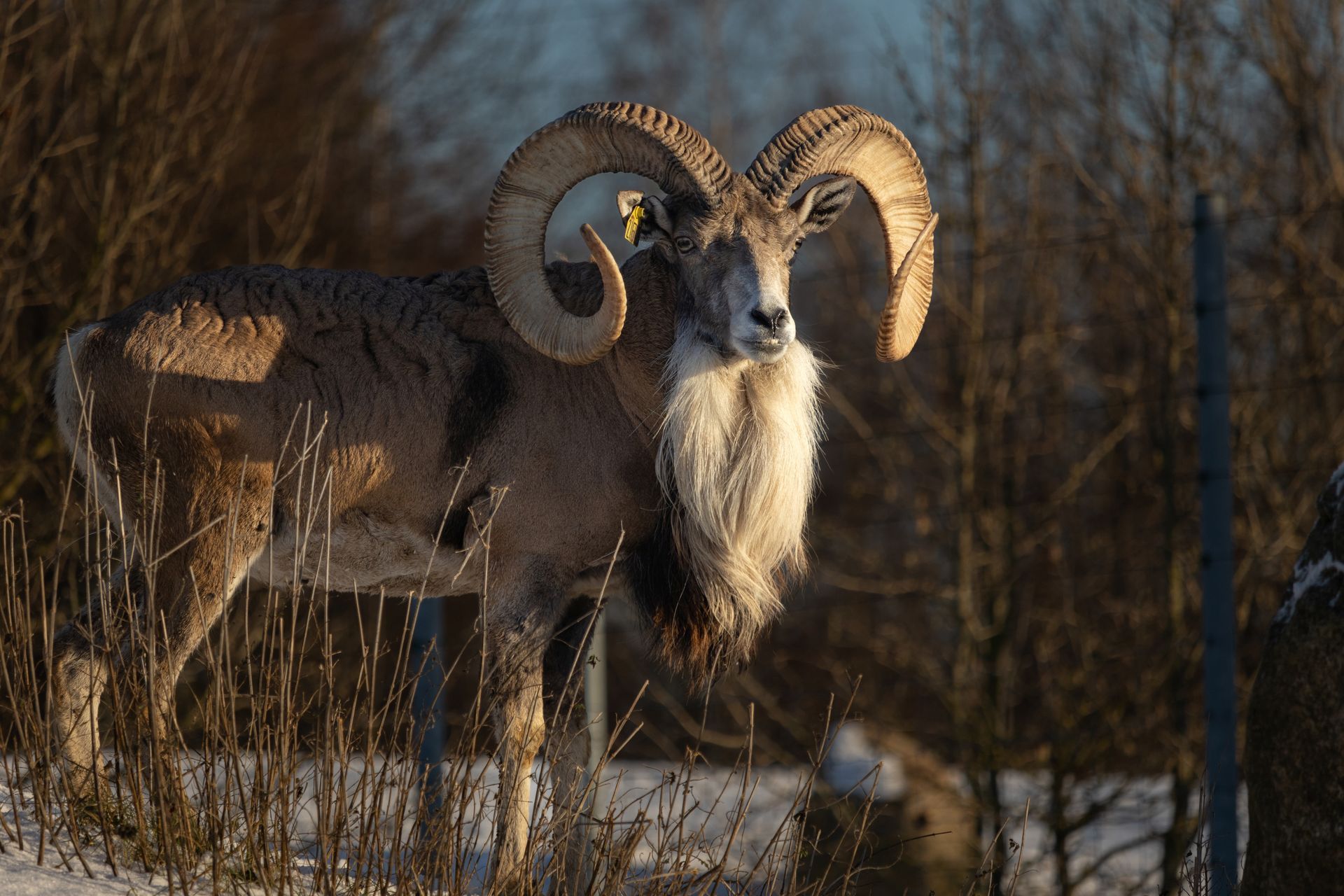 Transcaspian Uriel Hunting Near Dallas