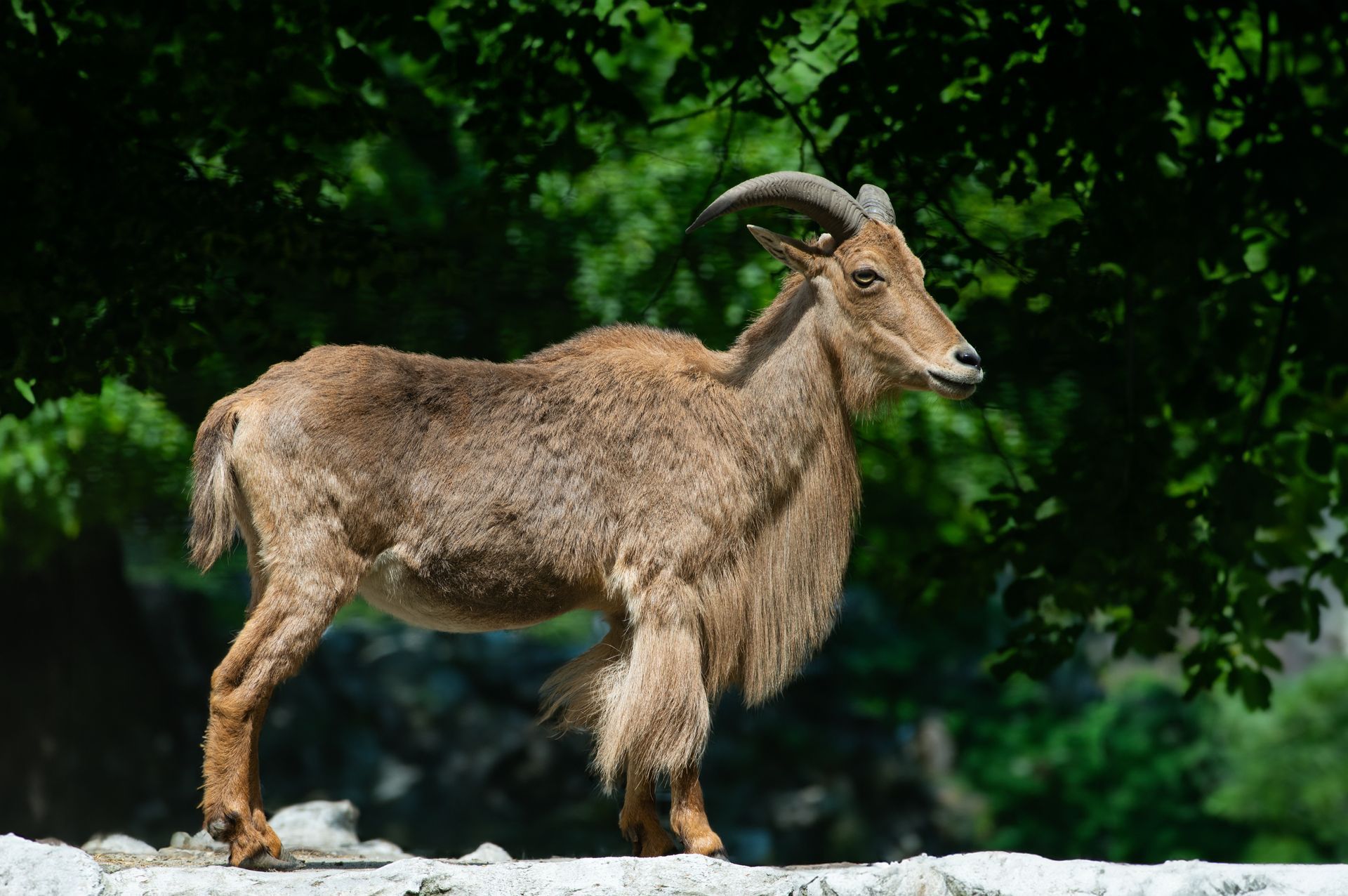 Aoudad Sheep hunting in Texas