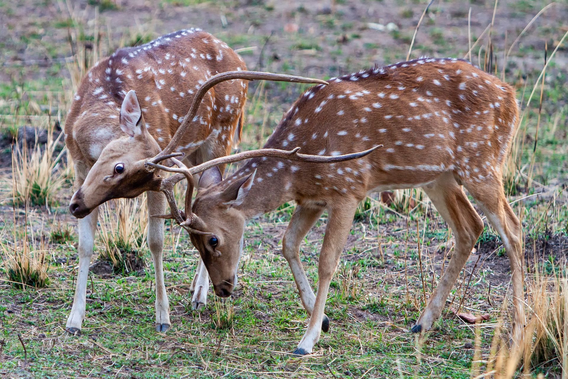 Axis deer hunting in Texas
