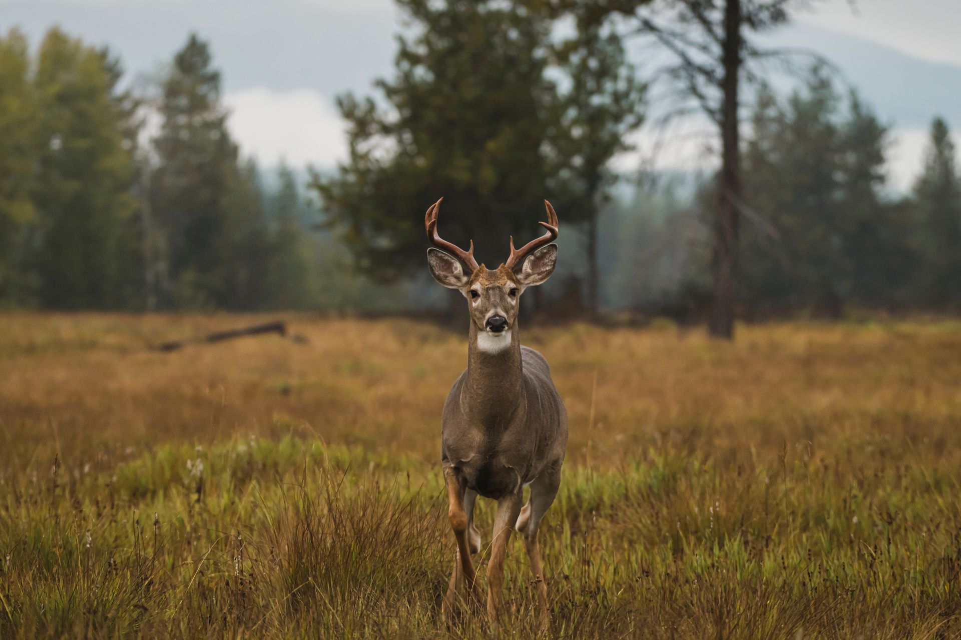 hunting land near Dallas