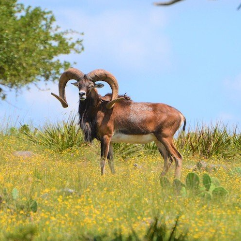 Stumberg Hunting Near Dallas