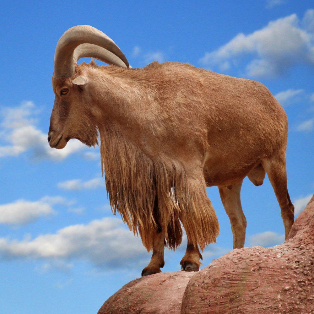 Audad Hunting Near Dallas