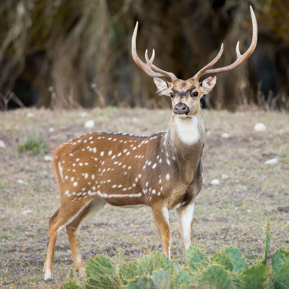 Axis Deer Hunting in DFW Texas