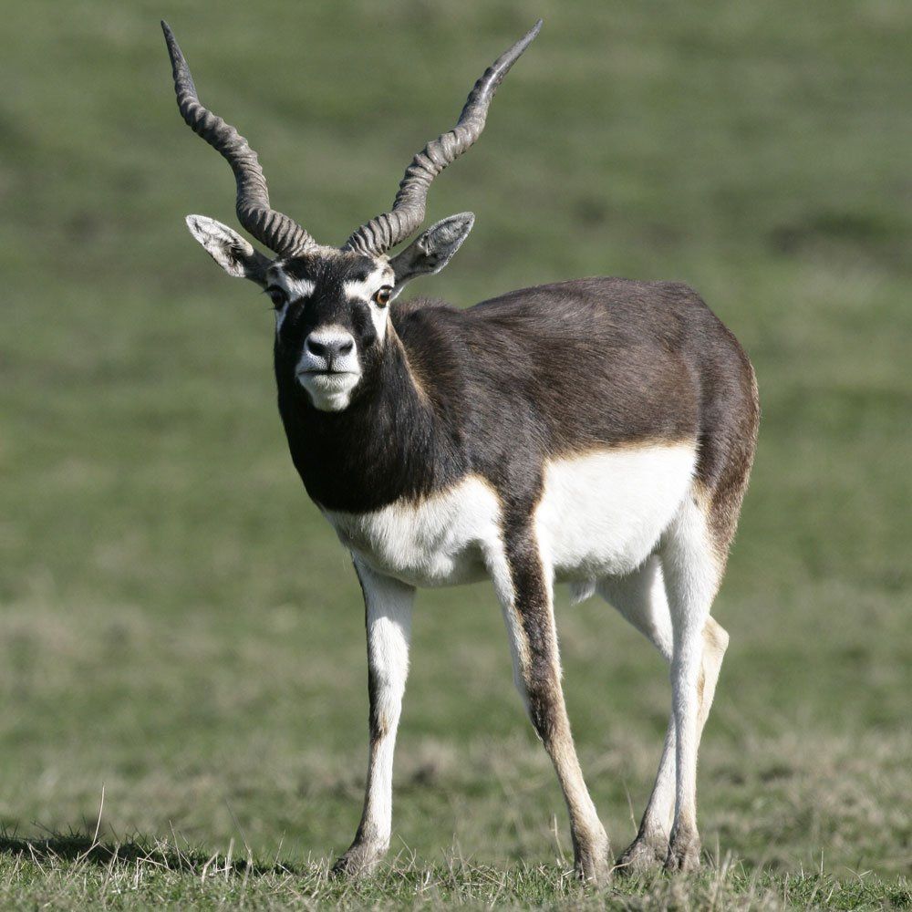Blackbuck hunting near DFW Texas