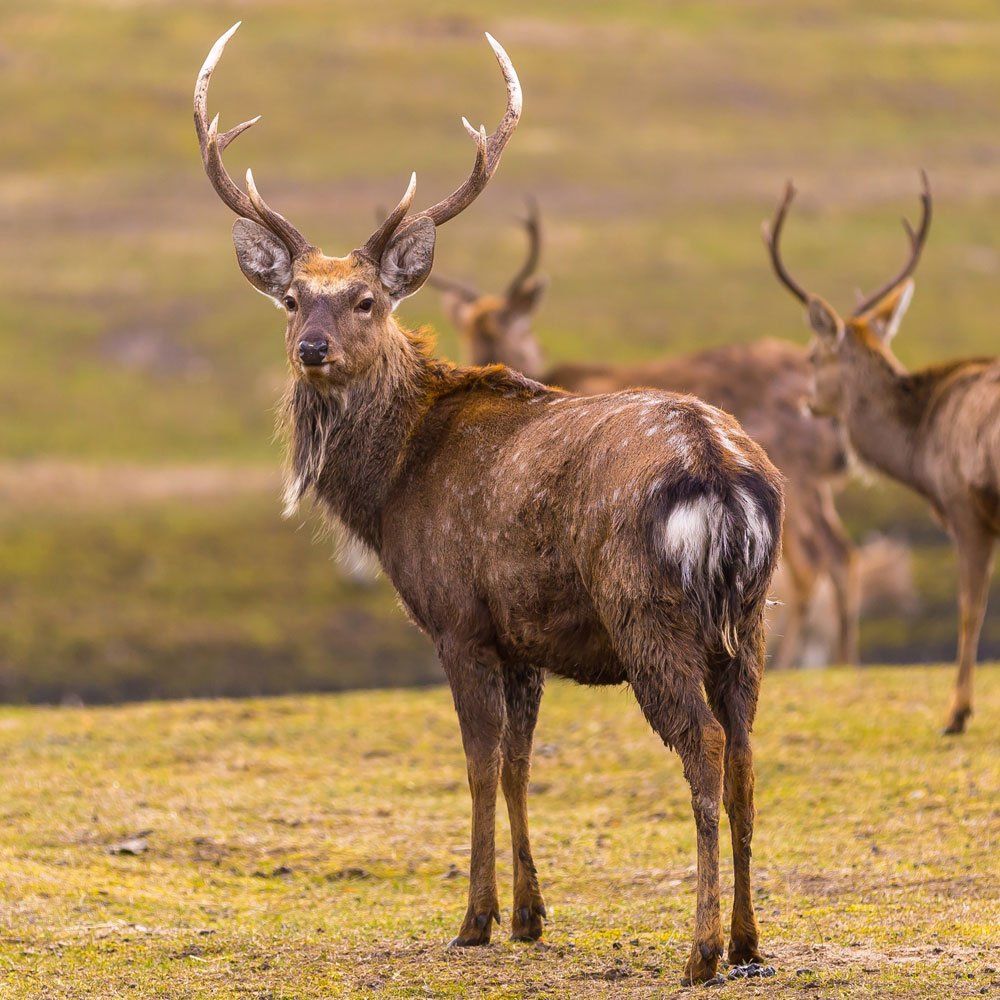 Dybowski Sika deer hunting in DFW Texas
