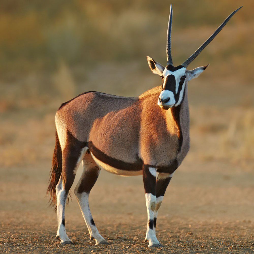 Gemsbok hunting near DFW Texas