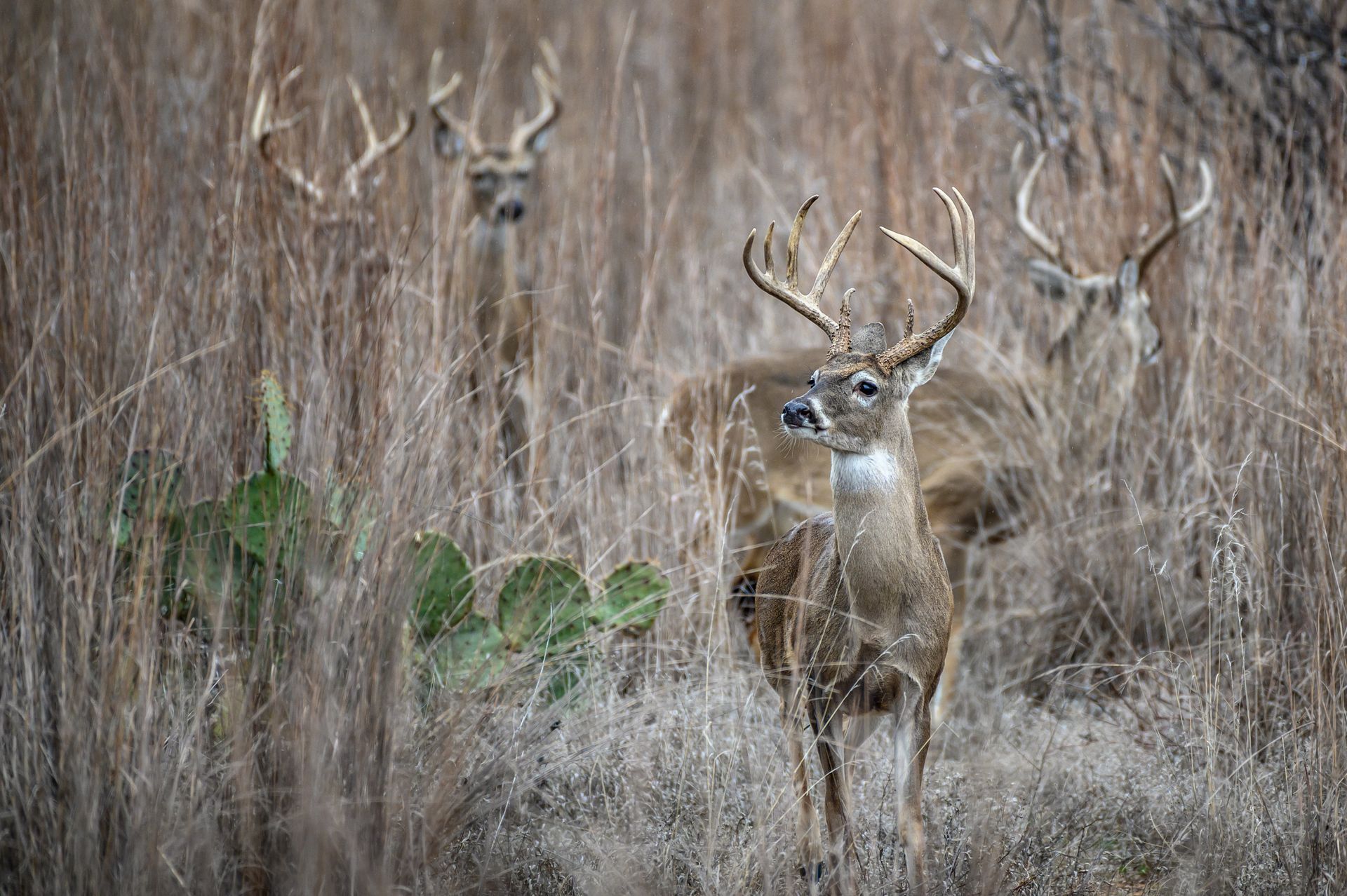 high quality hunting experience near DFW