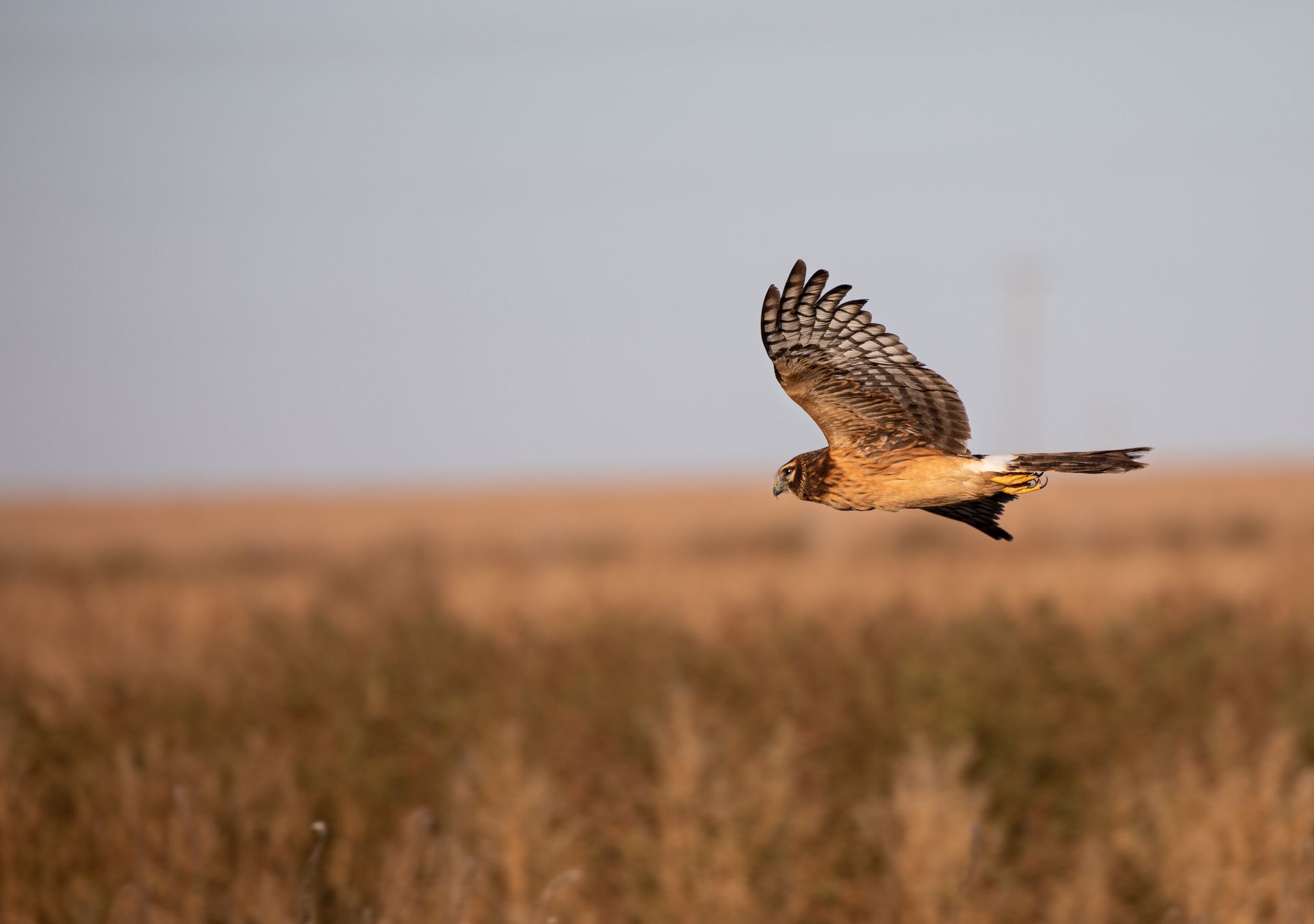 invest in rural land in texas