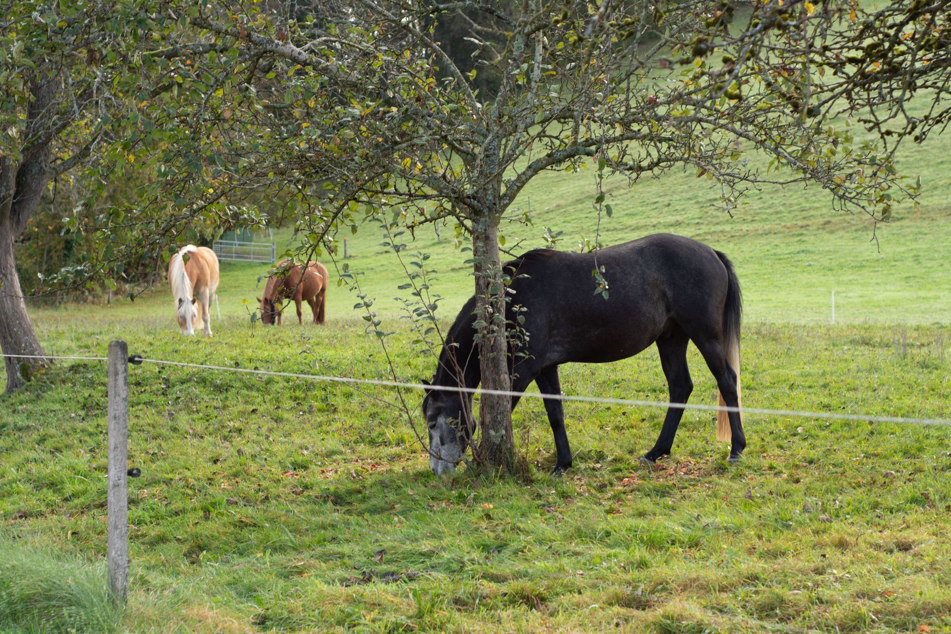 how to cool down your horses