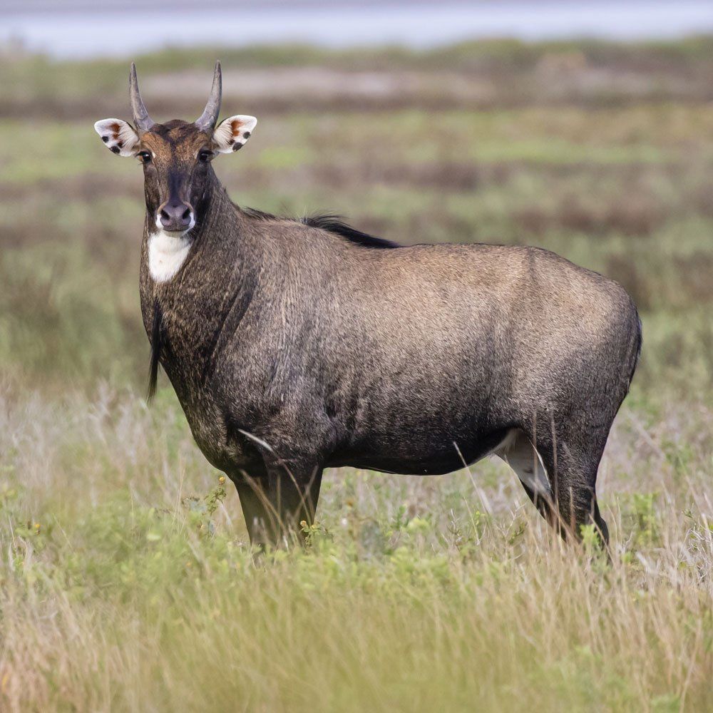 Nilgai hunting near DFW Texas