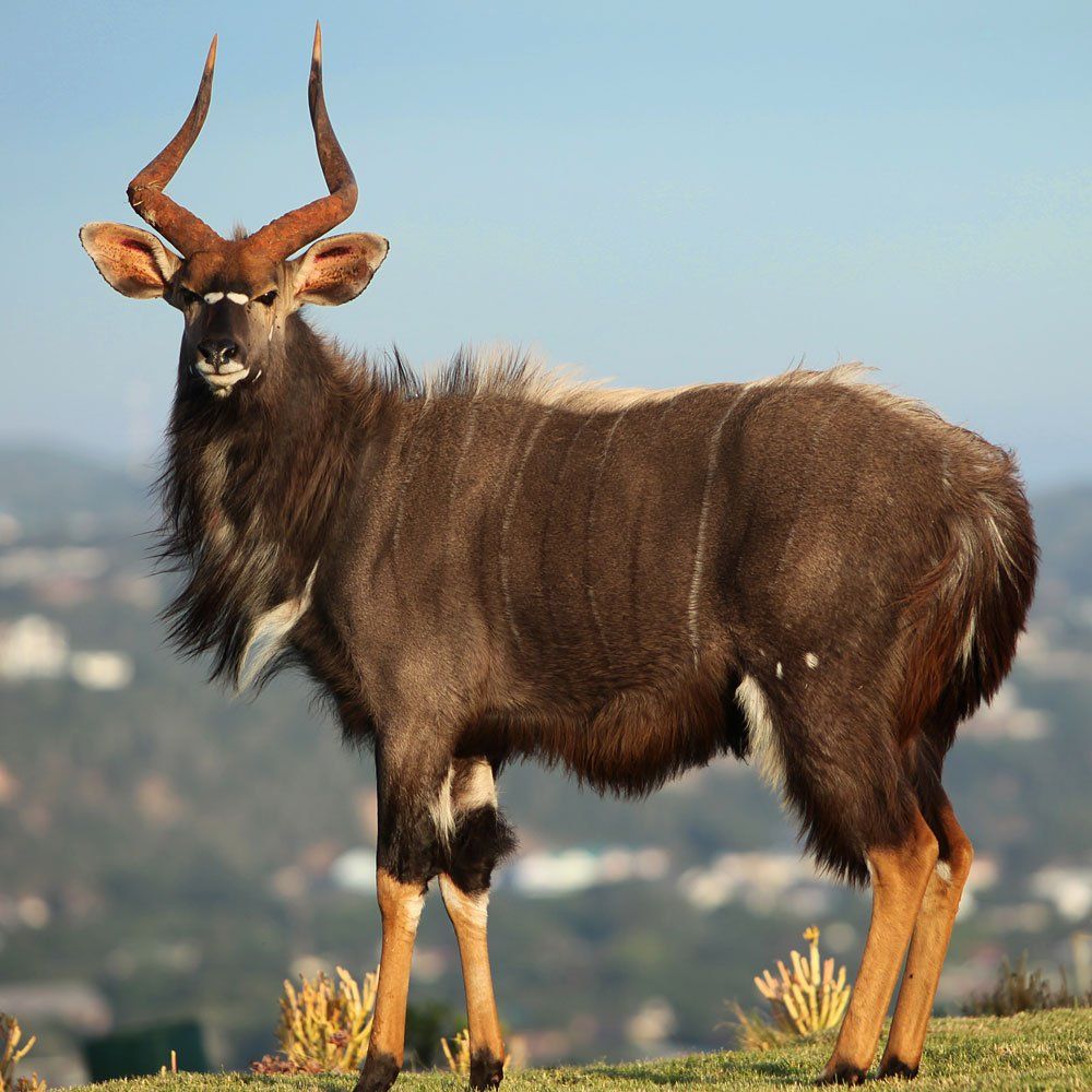 Nyala hunting near DFW Texas