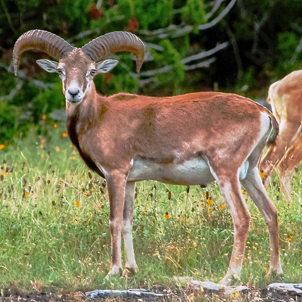 Red Sheep Hunting Near Dallas