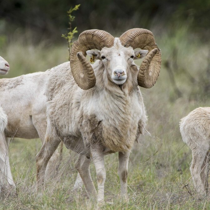 Snow Urial Hunting Near Dallas