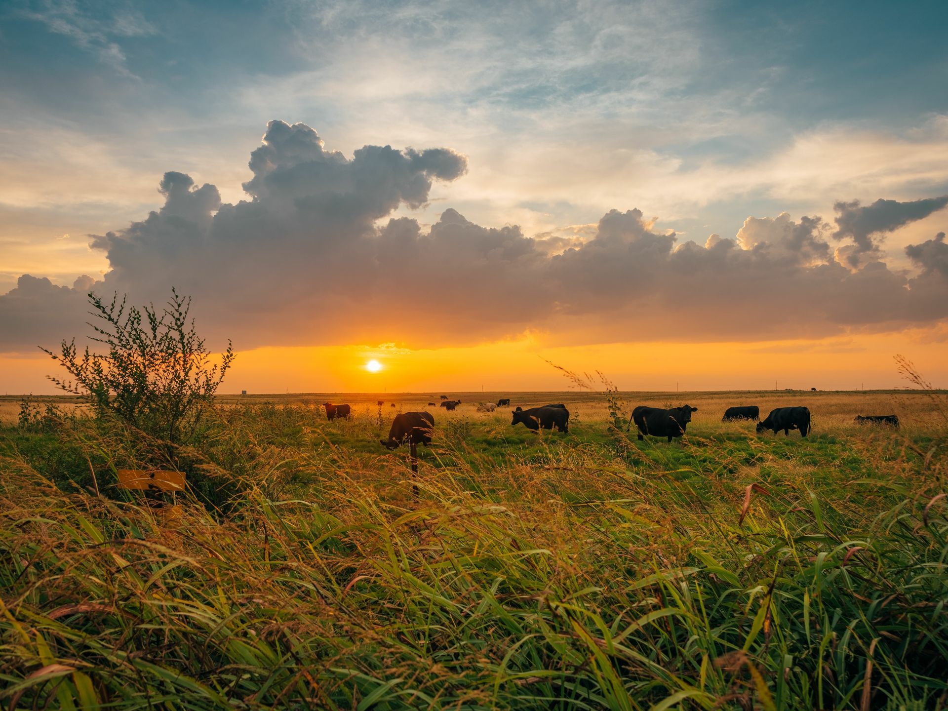 texas agricultural tax exemption