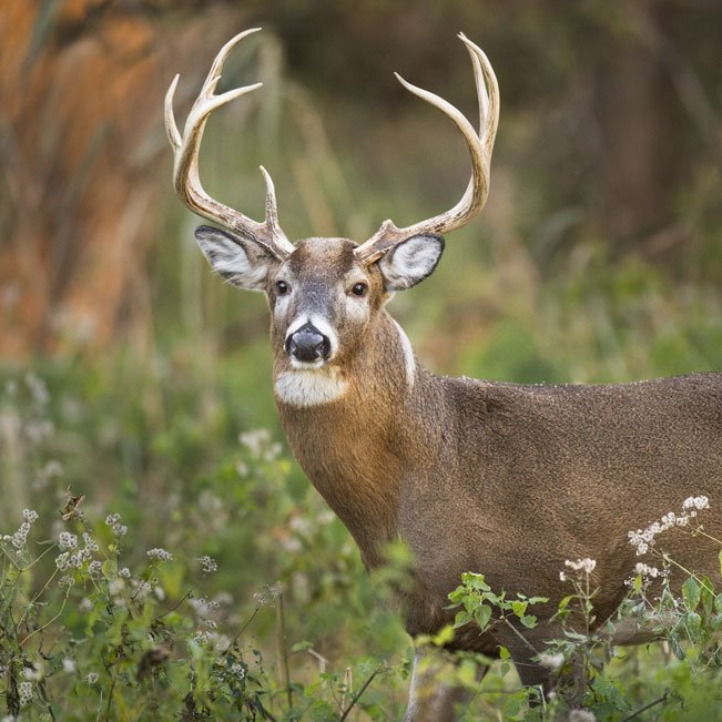 Whitetail Deer Hunting in DFW Texas