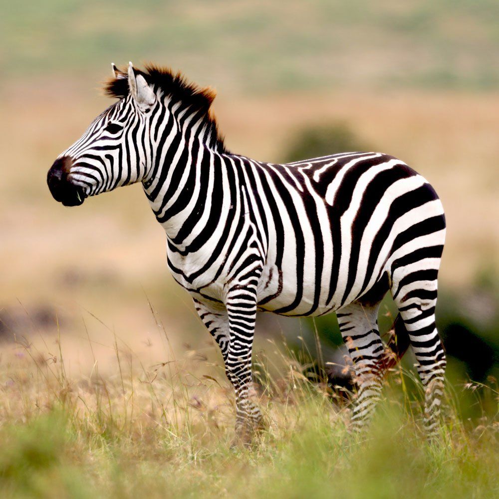 Zebra hunting near DFW Texas