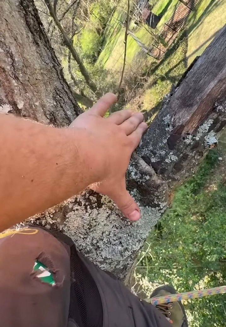 prune ga