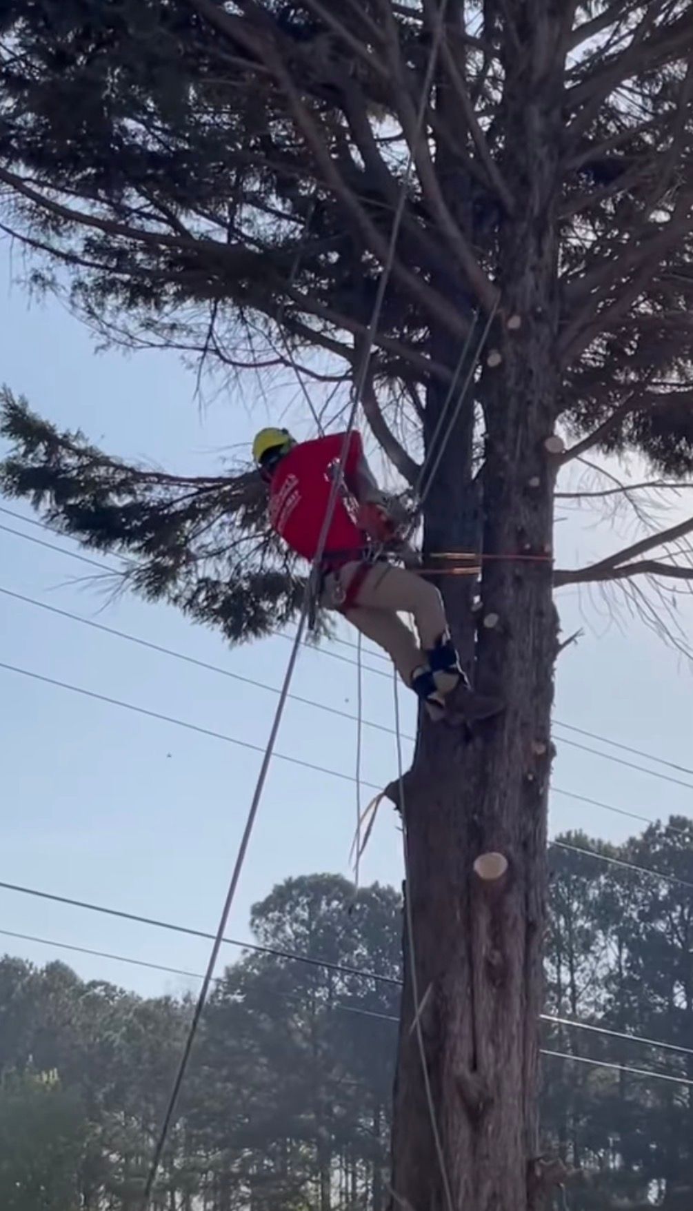 Tree Trimming in Pooler, GA
