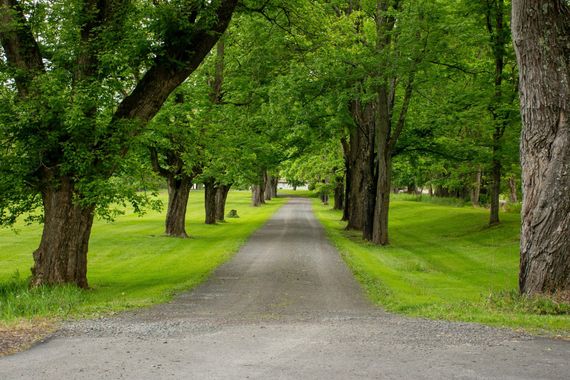 Tree-lined road in Georgia
