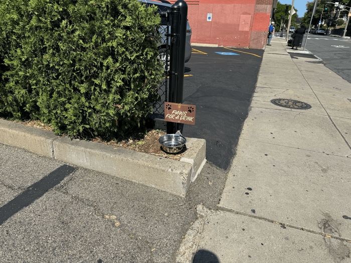 Dog Hydration Station