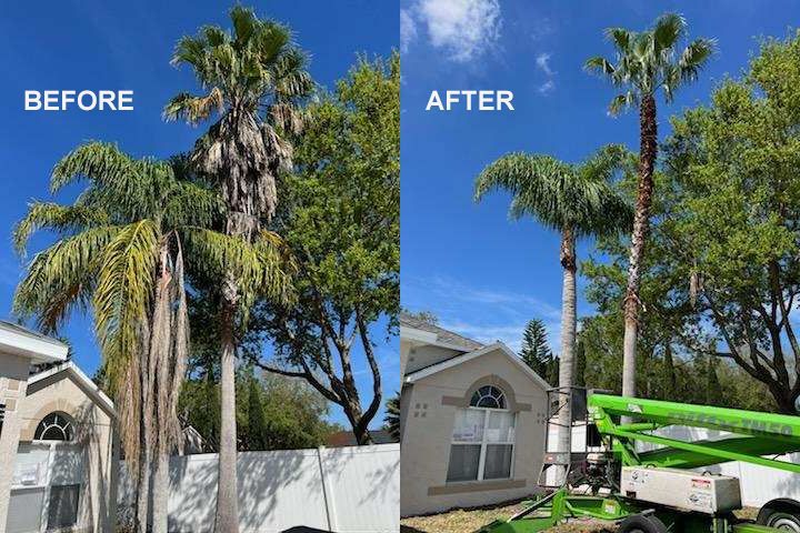 A before and after picture of a palm tree being cut down.