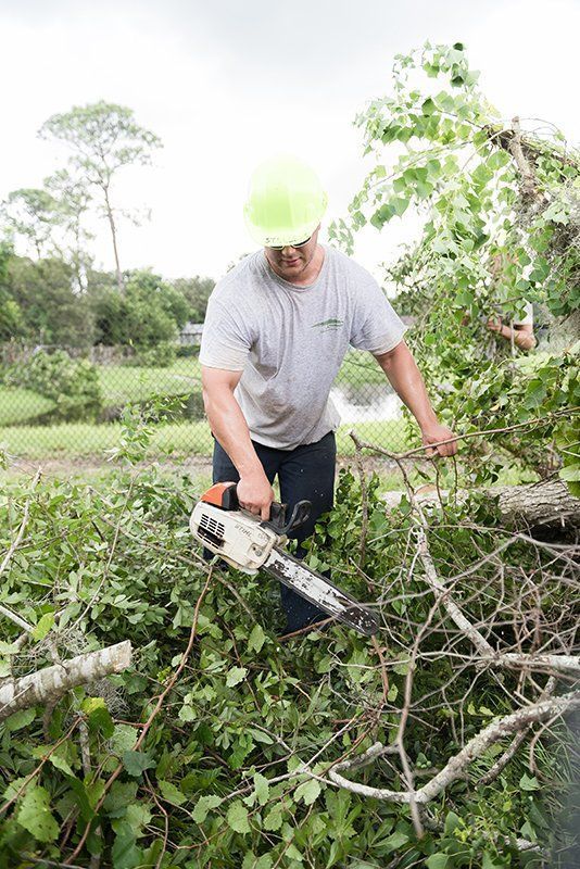 A person is cutting a tree branch with a pair of scissors. A person is cutting a tree branch with a pair of scissors.