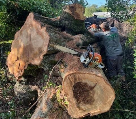 A person is cutting a tree branch with a chainsaw.