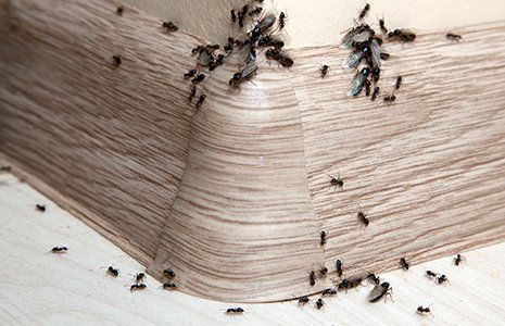 Ant Removal — Ants on a Wall Corner in Glenolden, PA