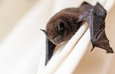 Bat Removal — Small Bat on a White Curtain in Glenolden, PA