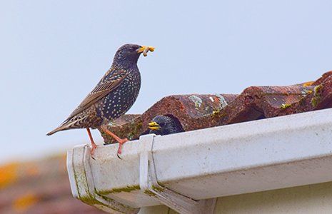 Bird Removal — Pair of Starling Nesting in Roof in Glenolden, PA