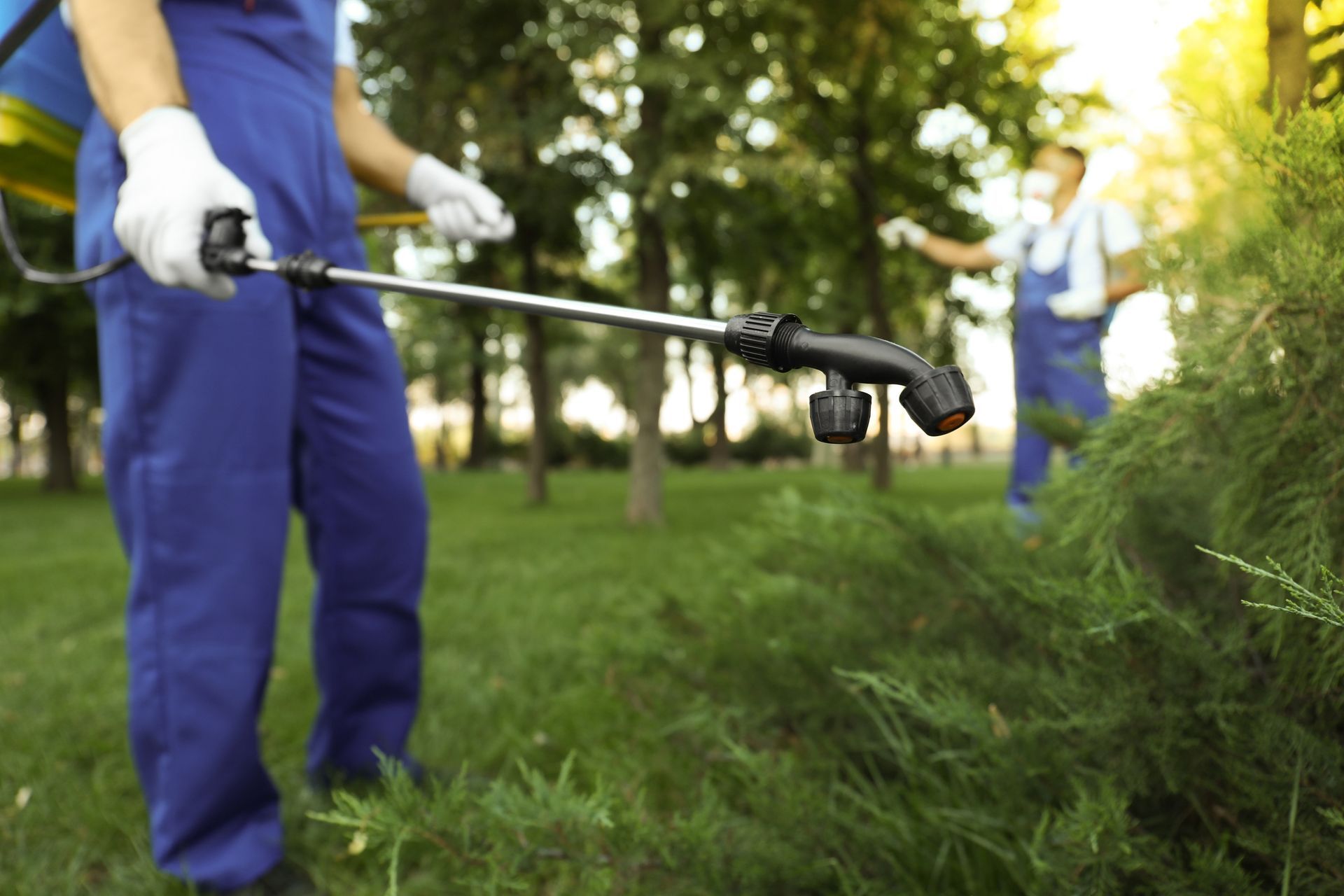 Worker spraying pesticide onto a green bush.