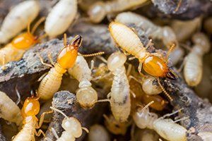 Termite Control — Termites Crawling on Wood in Glenolden, PA