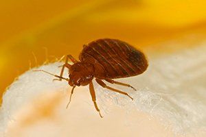 Bed Bugs Removal — Bed Bug in Glenolden, PA